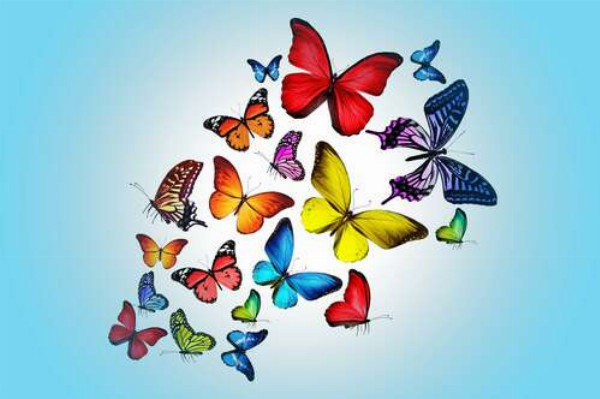Радужная стая бабочек