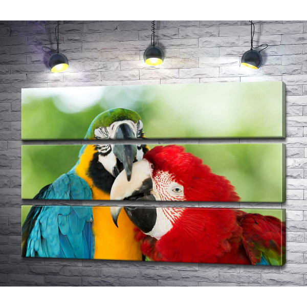 Радужная парочка попугаев