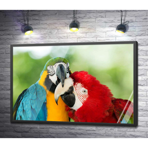 Радужная парочка попугаев