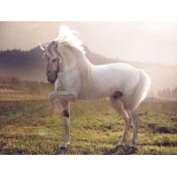 Белый красавец конь среди зеленого поля