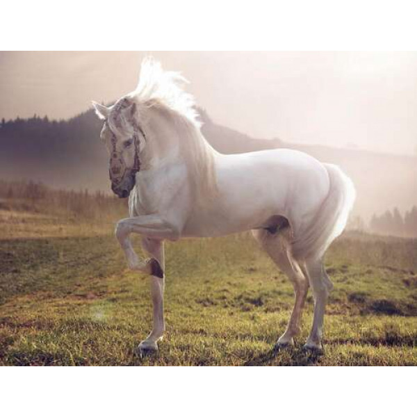 Білий красень кінь серед зеленого поля