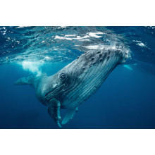 Могучие очертания кита в океане