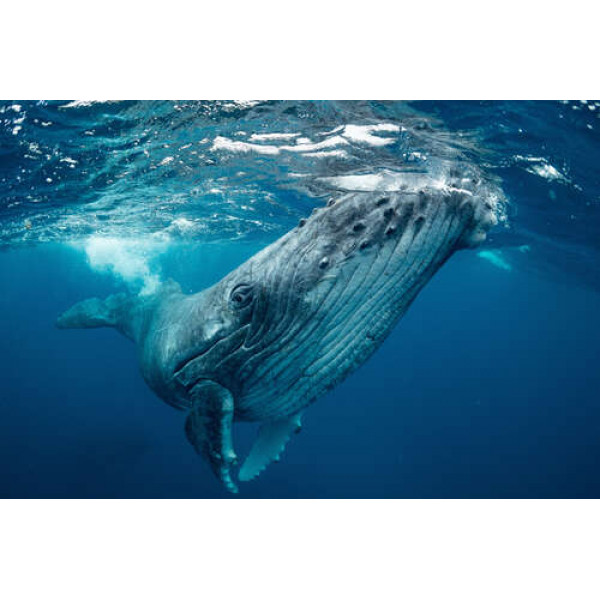 Могутні обриси кита в океані
