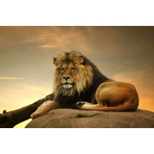Цар звірів: рудий лев лежить на камені