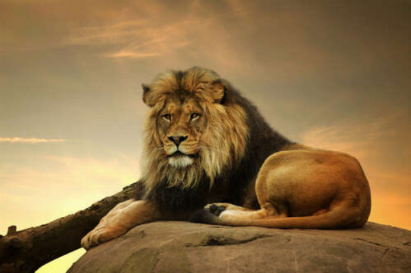 Цар звірів: рудий лев лежить на камені