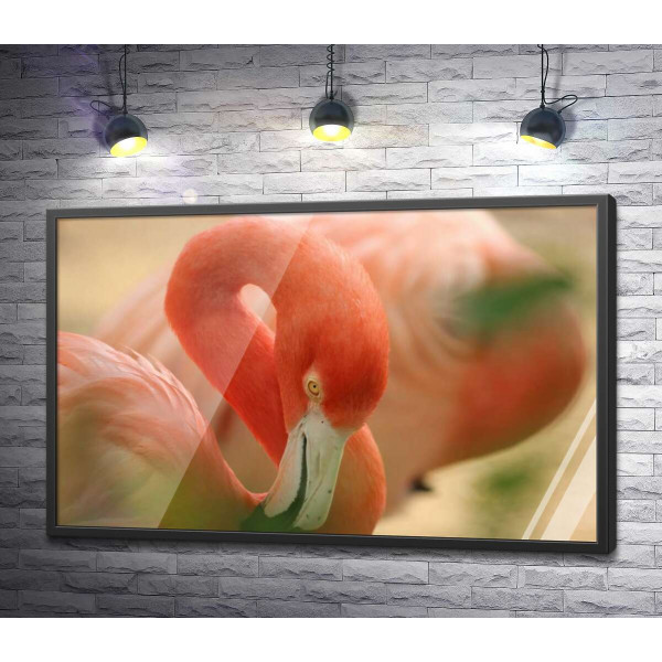Нежно-розовое оперение на изгибах шеи фламинго