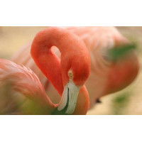 Нежно-розовое оперение на изгибах шеи фламинго