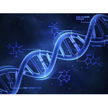 Гени у молекулах ДНК хромосоми