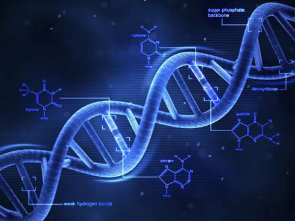 Гены в молекулах ДНК хромосомы