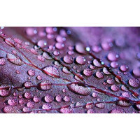 Прозрачные капли росы жемчужинами покрыли поверхность фиолетового листа