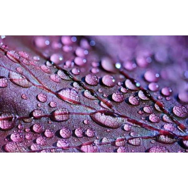 Прозорі краплі роси перлинами вкрили поверхню фіолетового листка
