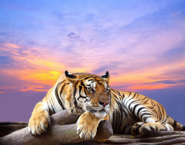 Полосатый тигр мирно лежит на камне под переливами вечернего неба