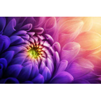 Пурпурові пелюстки хризантеми, омиті жовтим сяйвом