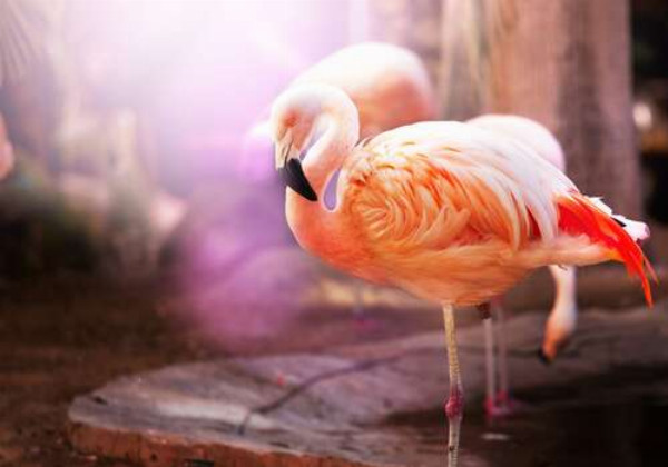Персиковые перья фламинго сверкают под солнечным светом