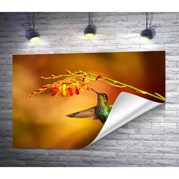 Изумрудный колибри тянется клювом к оранжевому цветку за нектаром