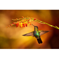 Изумрудный колибри тянется клювом к оранжевому цветку за нектаром