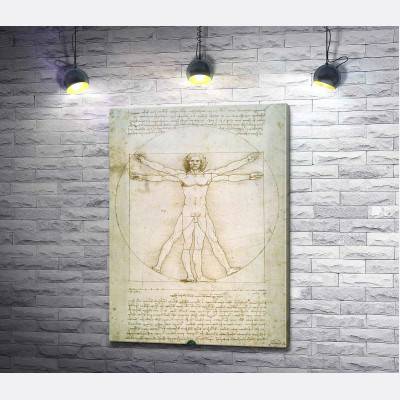 Вітрувіанська людина (Homo vitruvianus)