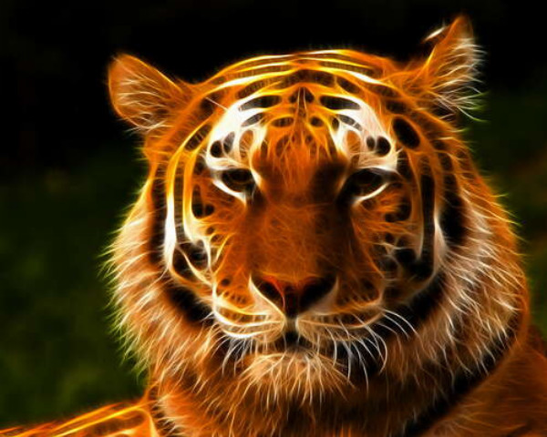 Королівський силует тигра