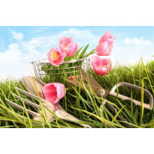 Щойно зрізані тюльпани загубились у траві
