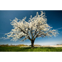 Ажурное цветение весеннего дерева