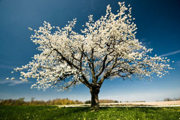 Ажурное цветение весеннего дерева