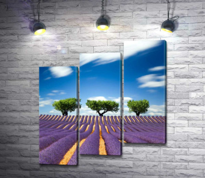 Модульная картина "Ароматные ряды лаванды в гармонии с зеленью деревьев"