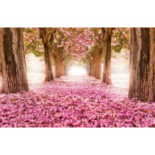Рожева доріжка серед квітучої алеї сакур
