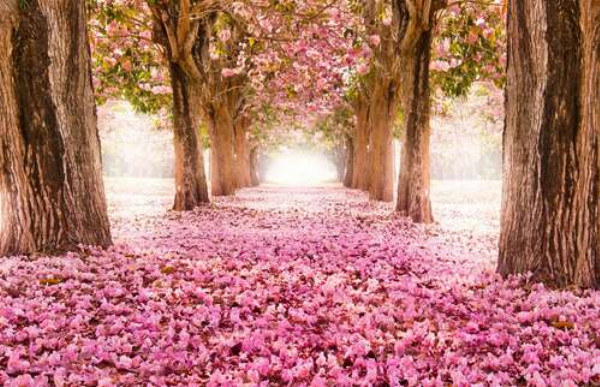 Рожева доріжка серед квітучої алеї сакур