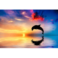 Силуэт дельфина на поверхности вечернего океана