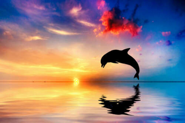 Силуэт дельфина на поверхности вечернего океана