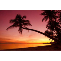 Темні тіні пальм в контрасті з рожевим небом та помаранчевою поверхнею тропічного моря