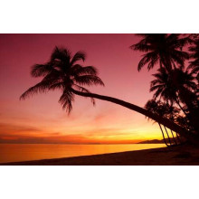 Темные тени пальм в контрасте с розовым небом и оранжевой поверхностью тропического моря