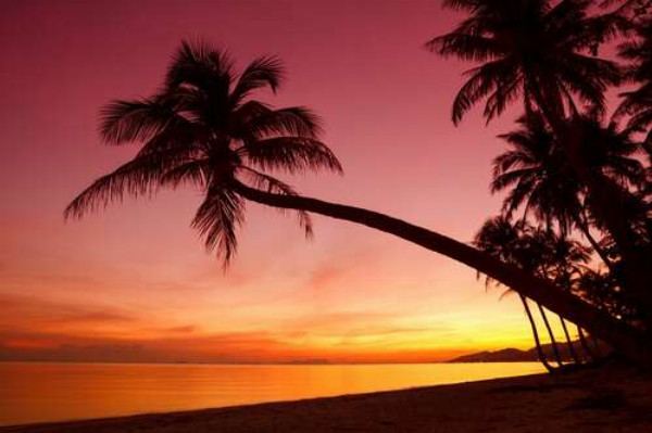 Темные тени пальм в контрасте с розовым небом и оранжевой поверхностью тропического моря