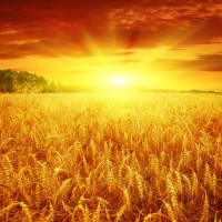 Налитая пшеница колосится золотом в лучах солнца