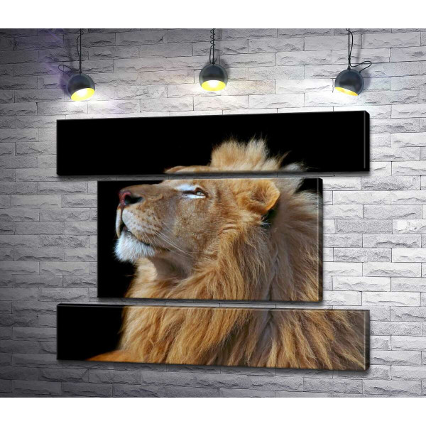 Царствений профіль лева