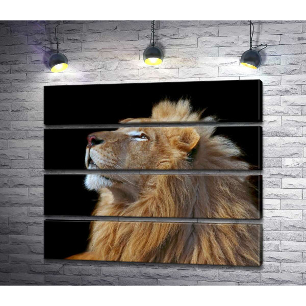 Царственный профиль льва