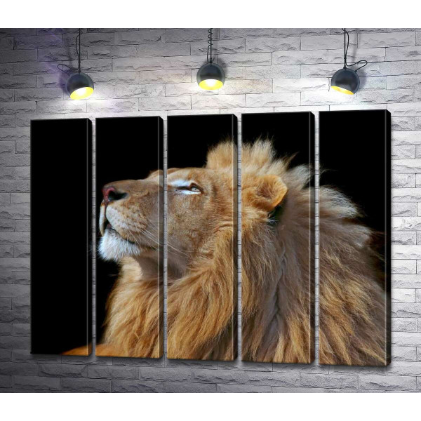 Царственный профиль льва