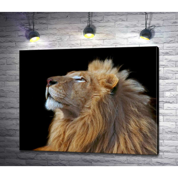 Царствений профіль лева