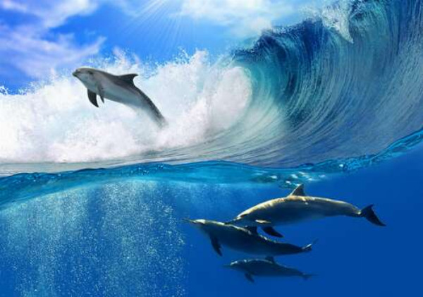 Дельфины выныривают из гребня волны