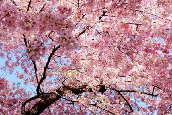 Нежно-розовое цветение вишен весной