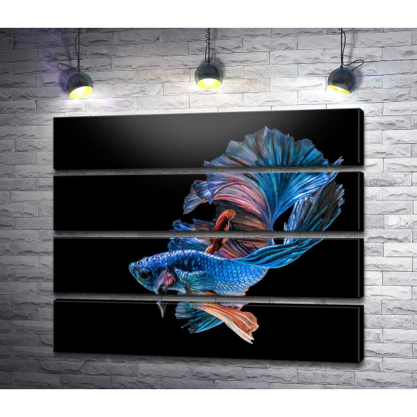 Голубая рыба-петушок с пышными волнами плавников