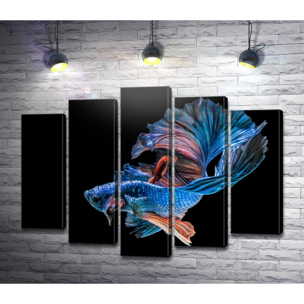 Голубая рыба-петушок с пышными волнами плавников