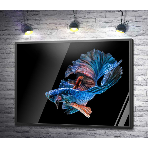 Блакитна риба-півник з пишними хвилями плавників