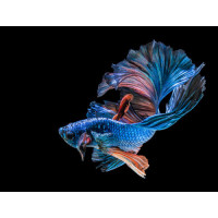 Блакитна риба-півник з пишними хвилями плавників