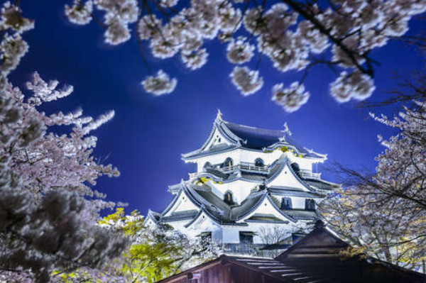 Средневековый японский замок Хикона (Hikone Castle) весной