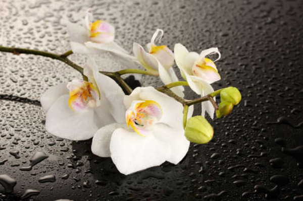 Ветвь белых орхидей на орошенной водой черной поверхности 