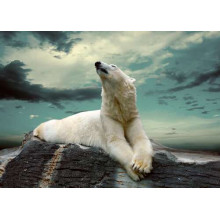 Белый медведь отдыхает на камне
