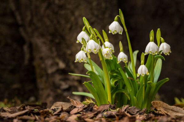Ніжні квіти-дзвіночки весняних білоцвітів