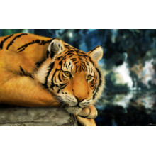 Бенгальський тигр відпочиває