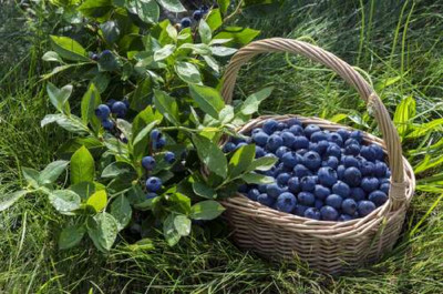 Кущ чорниці поруч із повною корзиною ягід